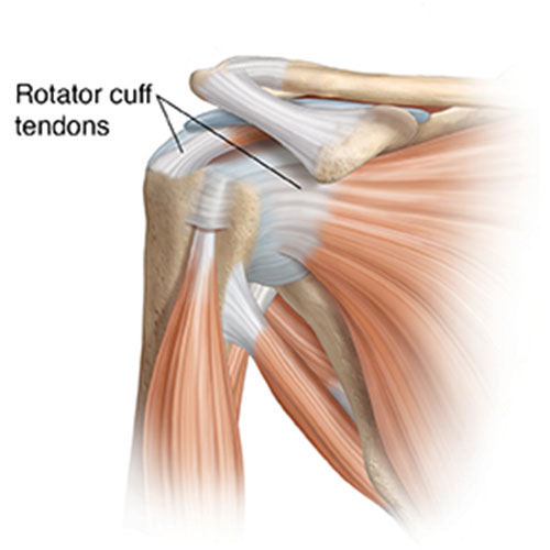 Sports Medicine & Arthroscopy - Rotator Cuff Normal